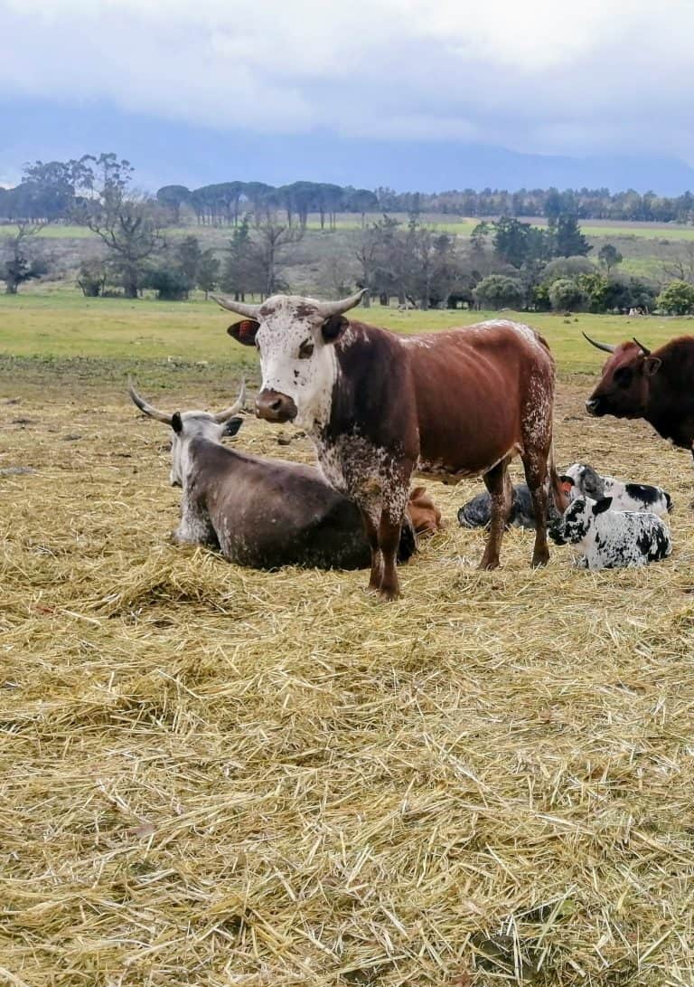 AfriForum pak die (veediefstal-)bul by die horings